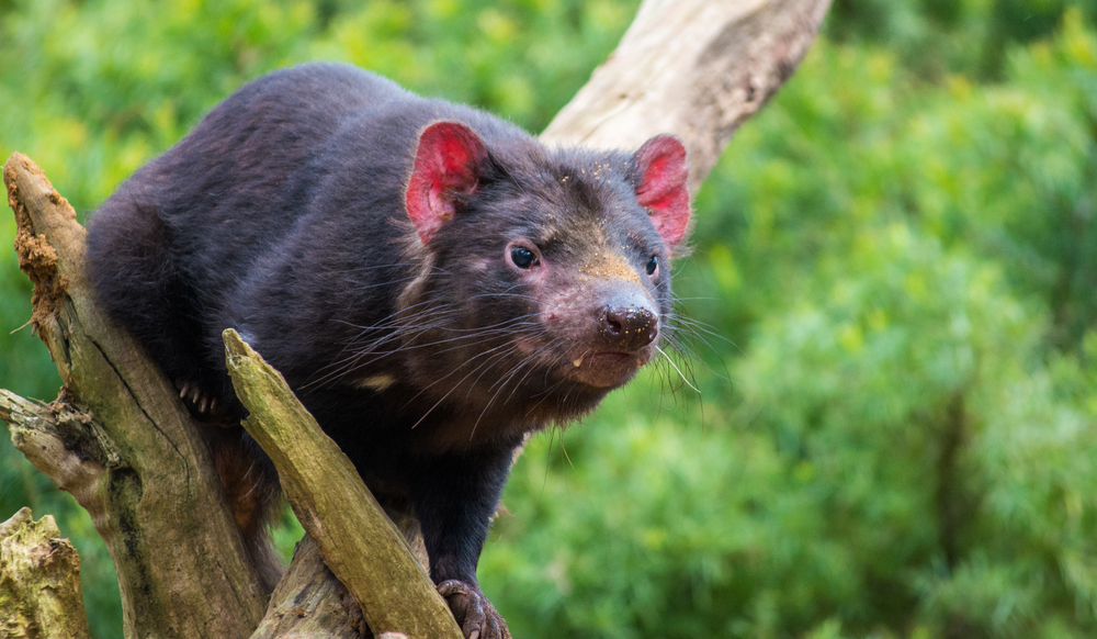 Richmond and Tasmanian Devils  Photo
